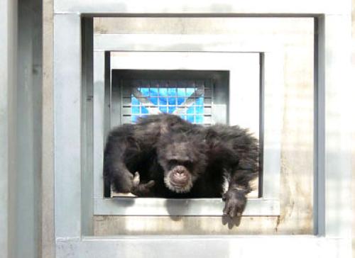 The Joy of Relative Freedom 