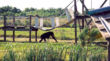 Chimpanzee walking on island
