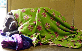 Jaybee picks bright and alive colors