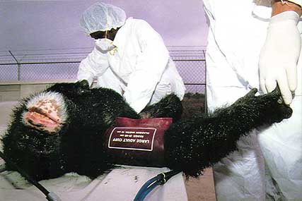 Chimpanzee subjected to procedure