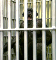 Chimpanzee mother and child