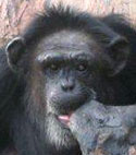 Meet some of the chimpanzees now in sanctuary who were used in HIV/AIDS research—Sue-Ellen