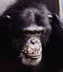 Meet some of the chimpanzees now in sanctuary who were used in HIV/AIDS research—Yoko